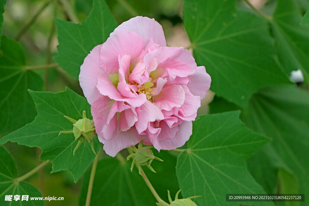木芙蓉花