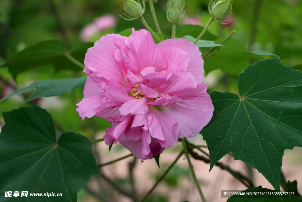 粉色木芙蓉花