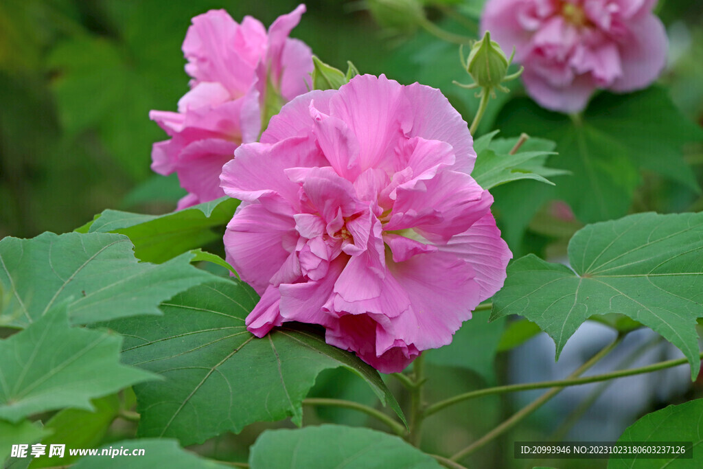 粉色木芙蓉花