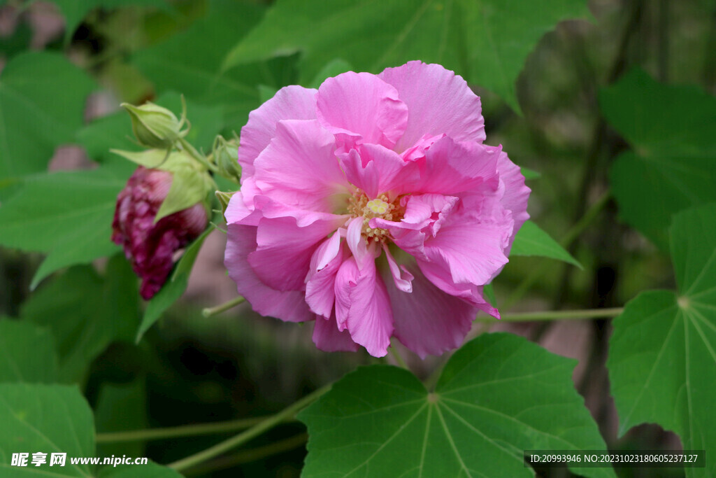 粉色木芙蓉花