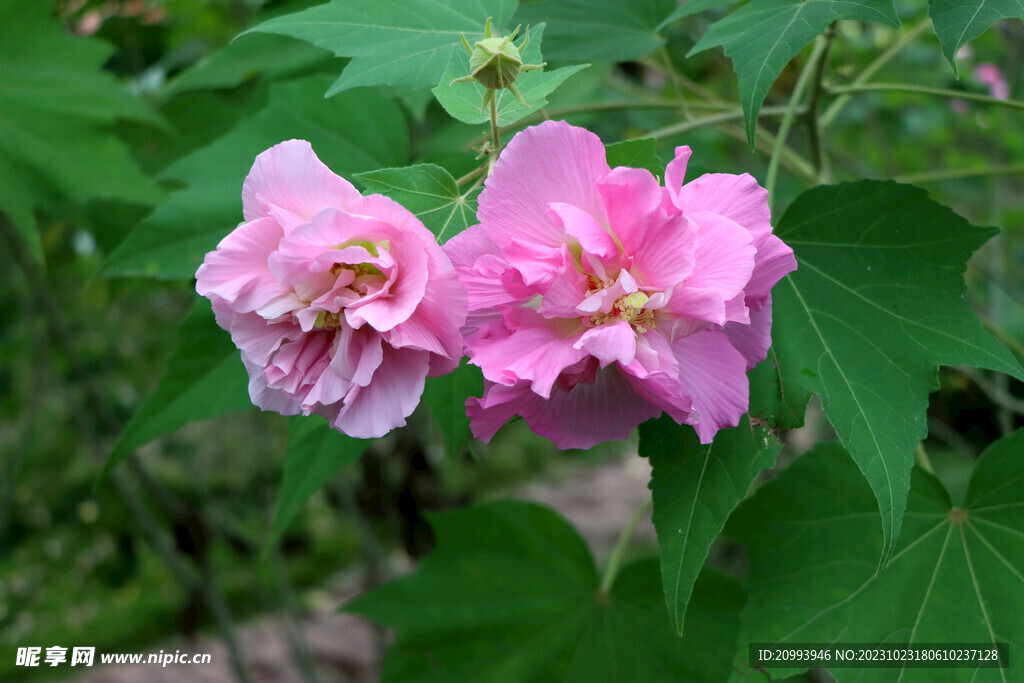 粉色木芙蓉花