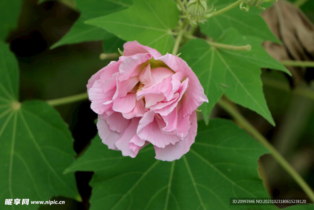 粉色木芙蓉花