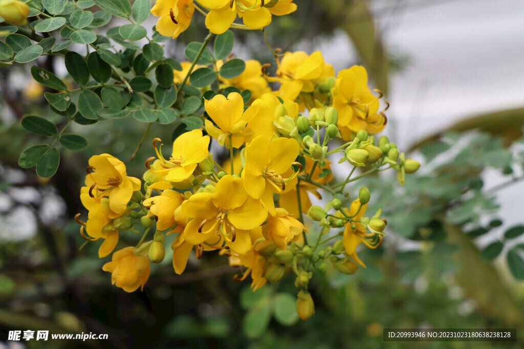 黄槐决明花