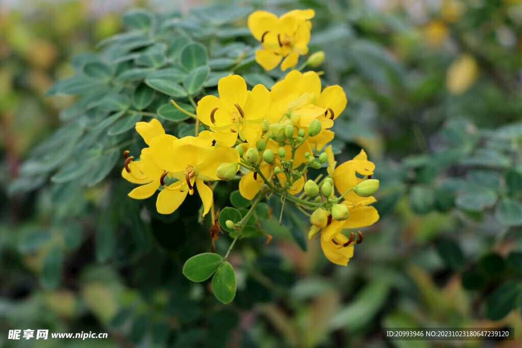 黄槐决明花