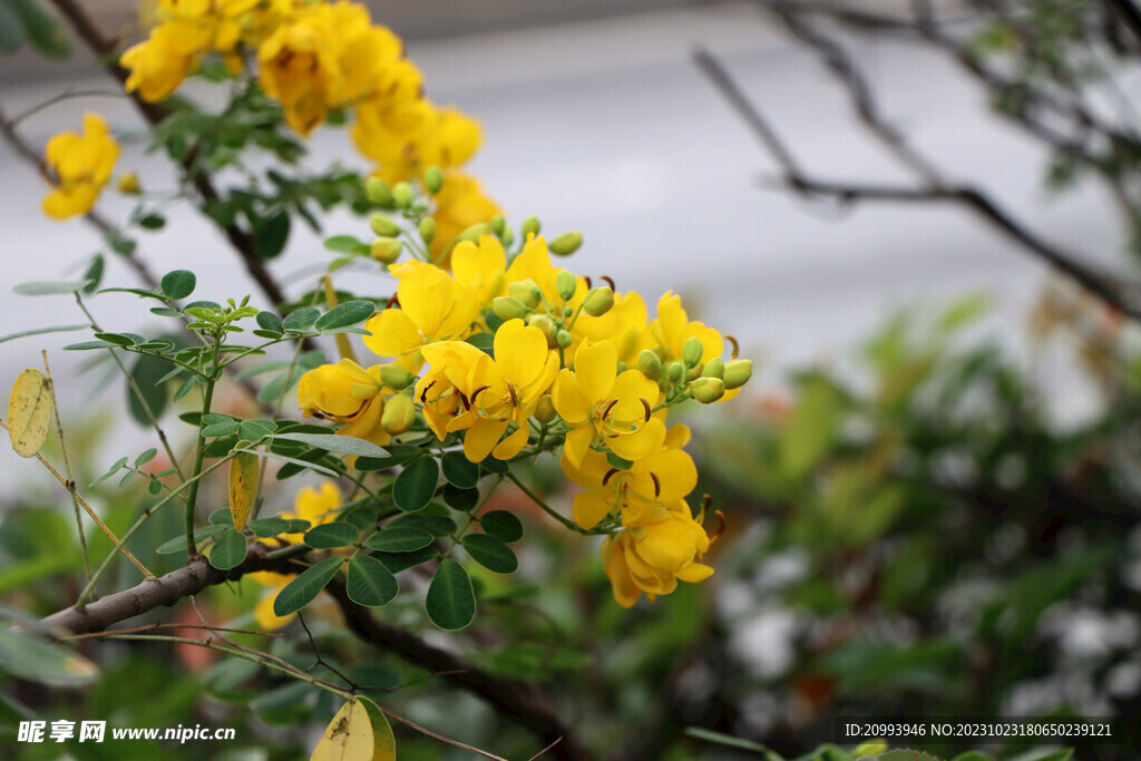 黄槐决明花