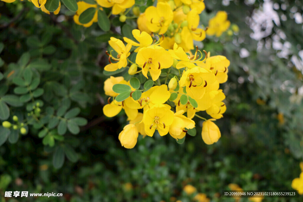 黄槐决明花
