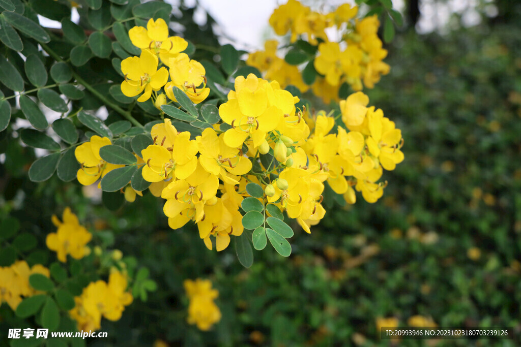 黄槐决明花