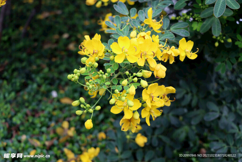 黄槐决明花