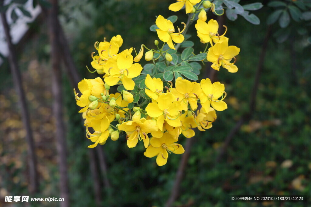 黄槐决明花