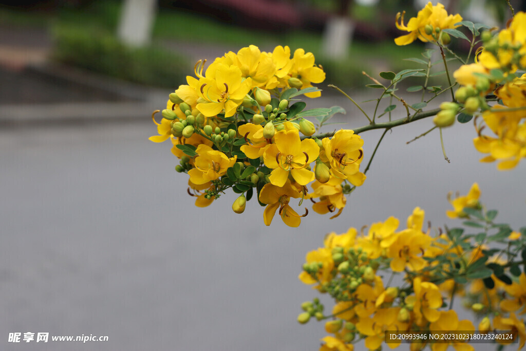 黄槐决明花