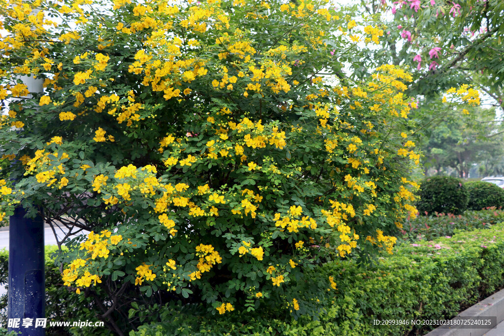 黄槐决明花