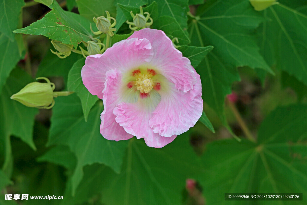 粉色木芙蓉花