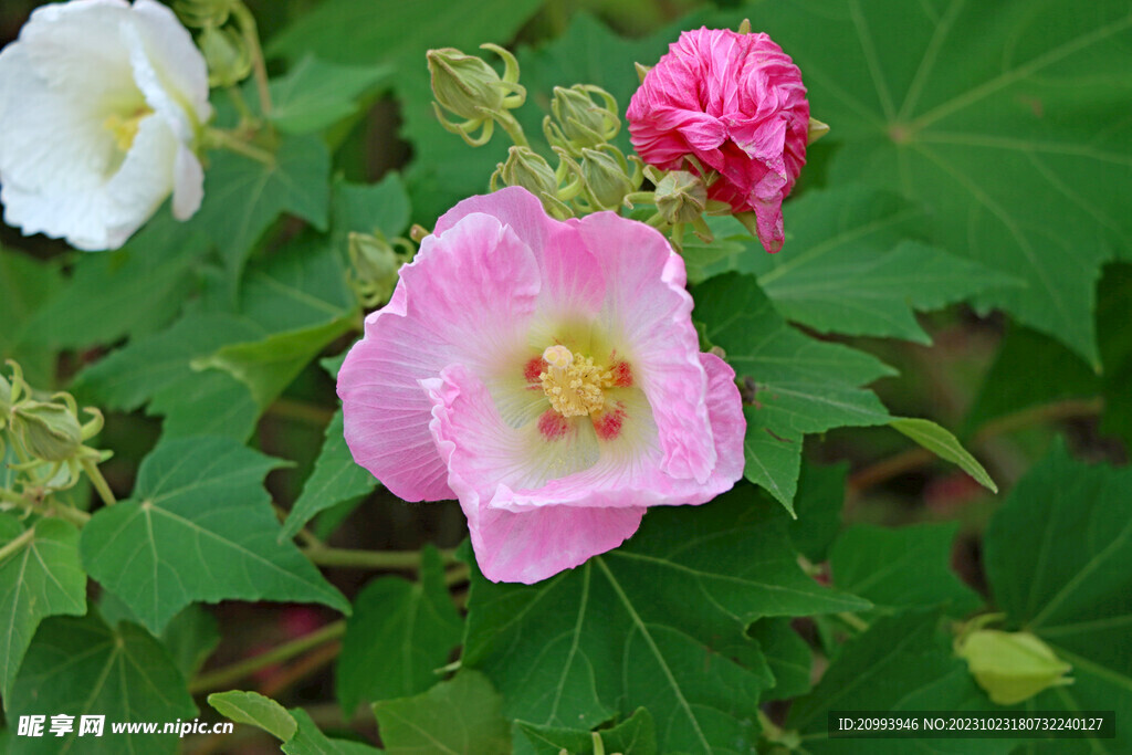 粉色木芙蓉花