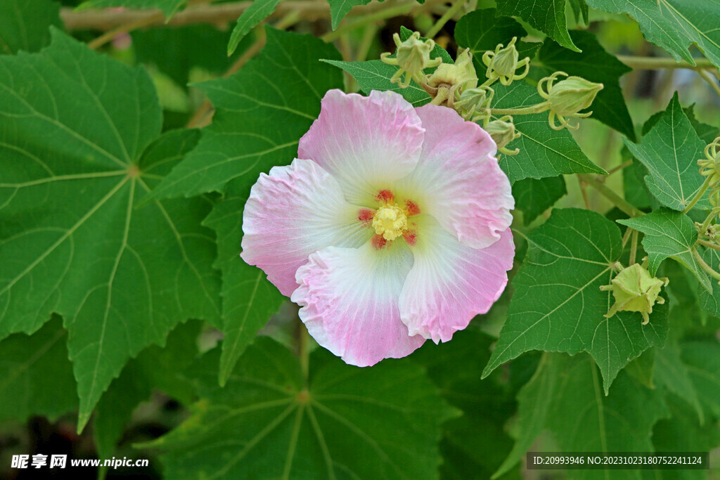 木芙蓉