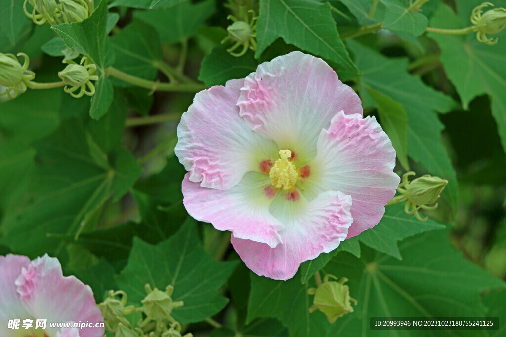 木芙蓉