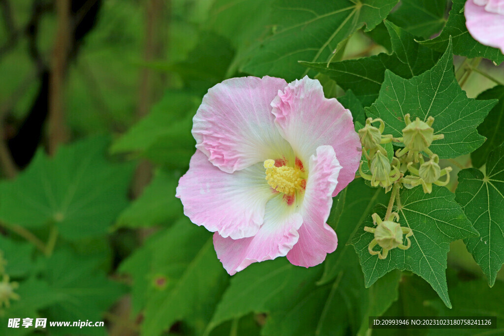 粉色木芙蓉花