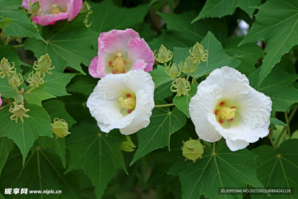白色木芙蓉花
