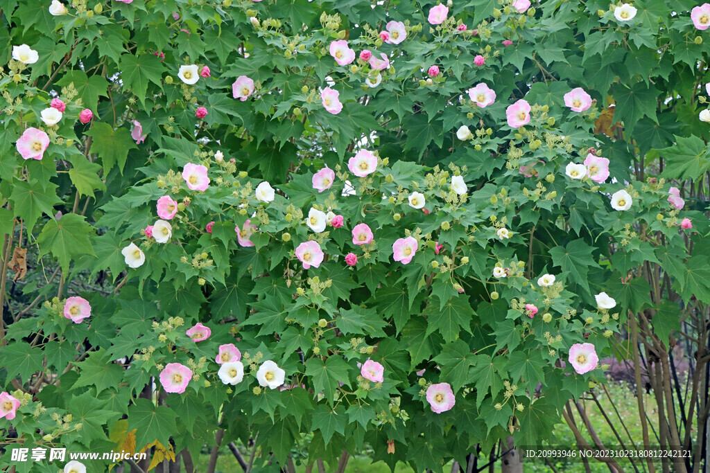 粉色木芙蓉花