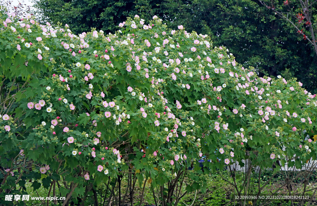 粉色木芙蓉花