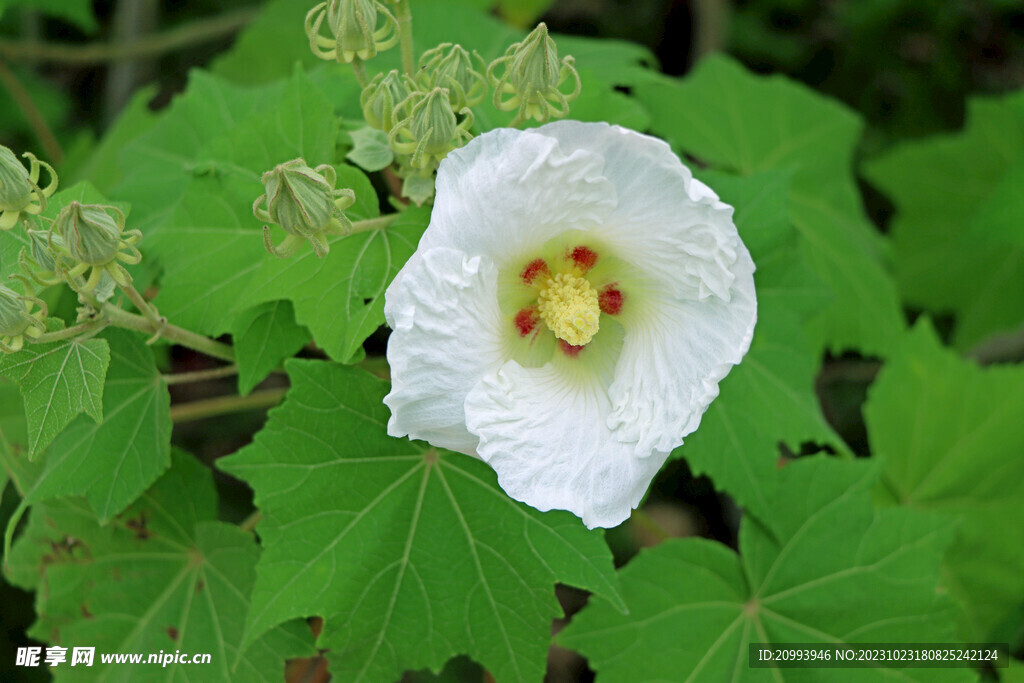 白色木芙蓉花