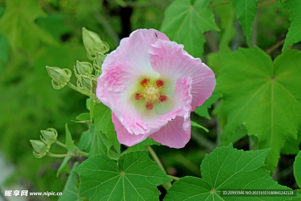 粉色木芙蓉花