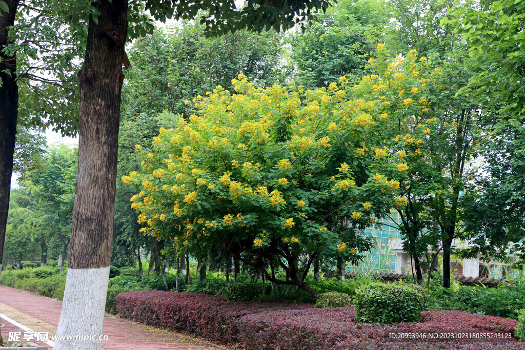 黄槐决明花