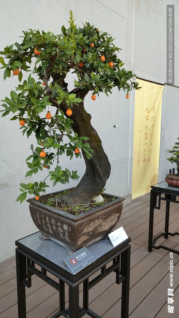 川派盆景金弹子