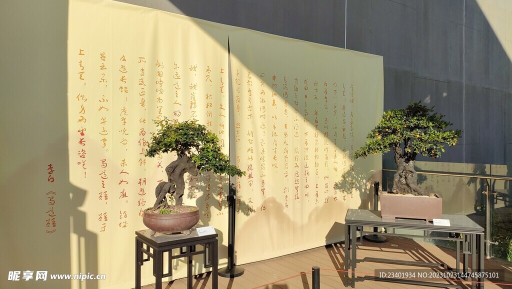 川派盆景金弹子