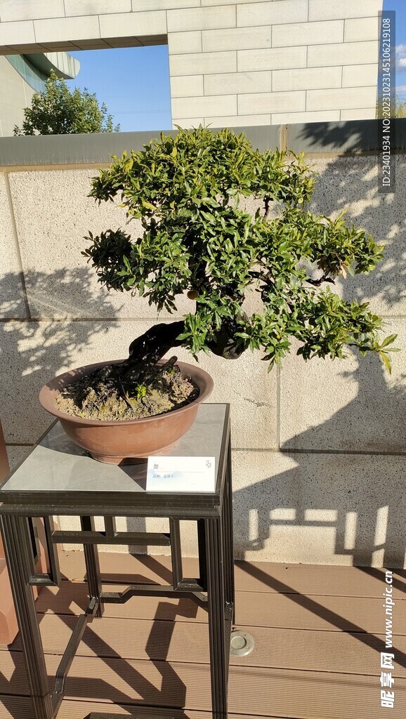 川派盆景金弹子