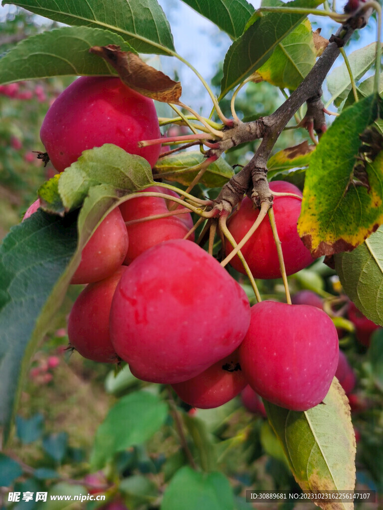 鸡心果