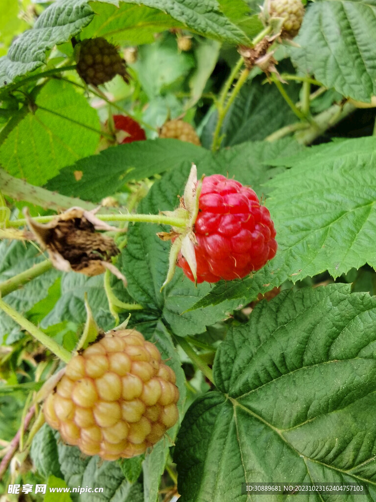 树莓