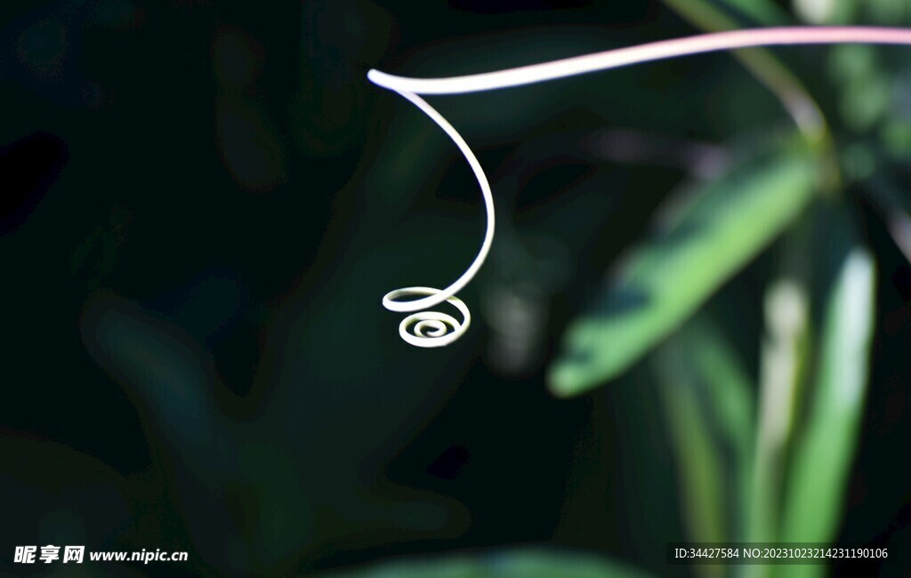 植物触手胡须