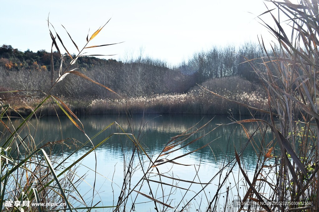 湖边草丛风景