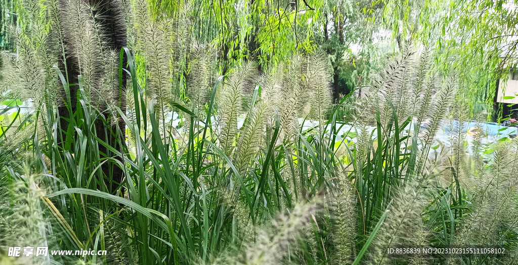 狗尾草