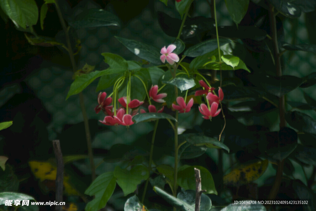 水君子花叶