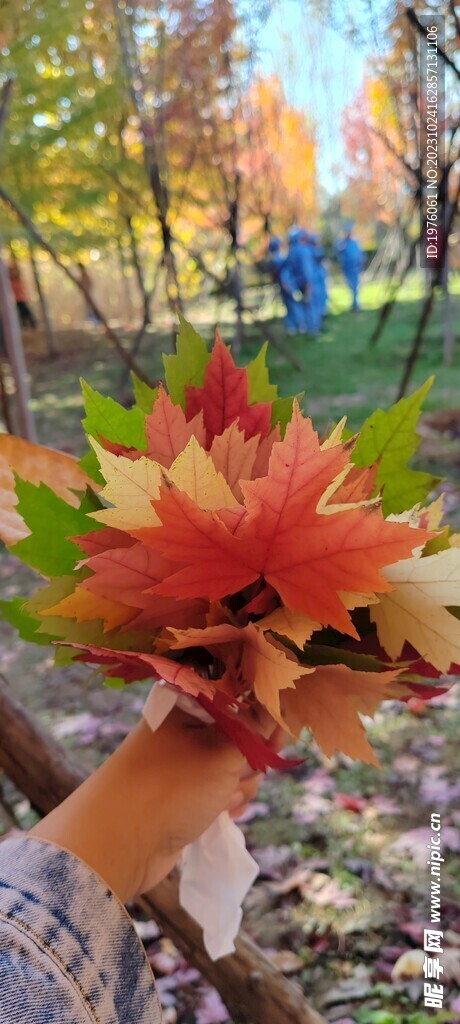 手拿枫叶图片