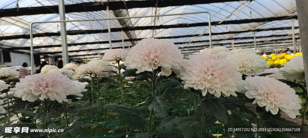 菊花