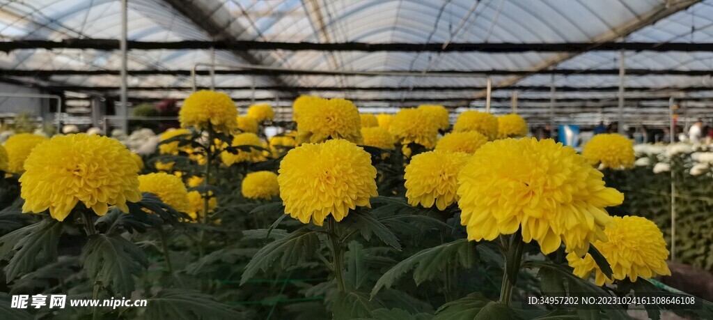 菊花