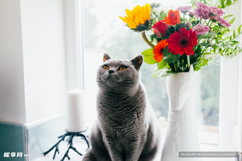 蓝猫