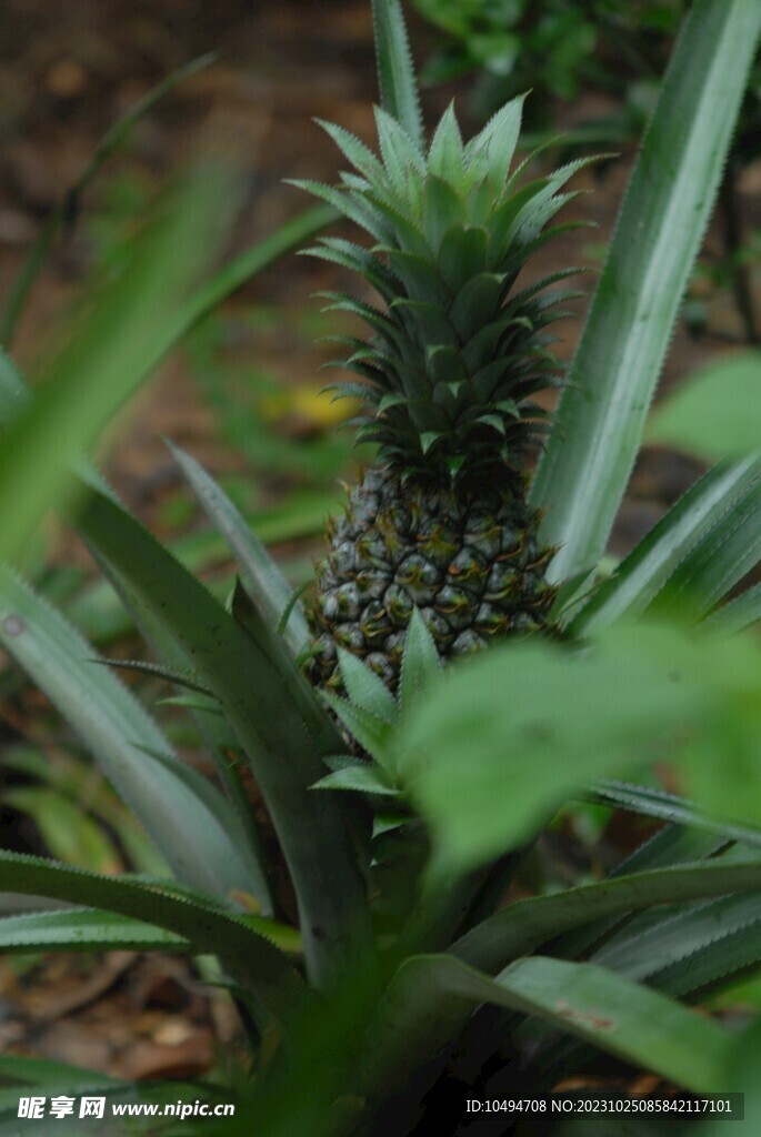 菠萝植物