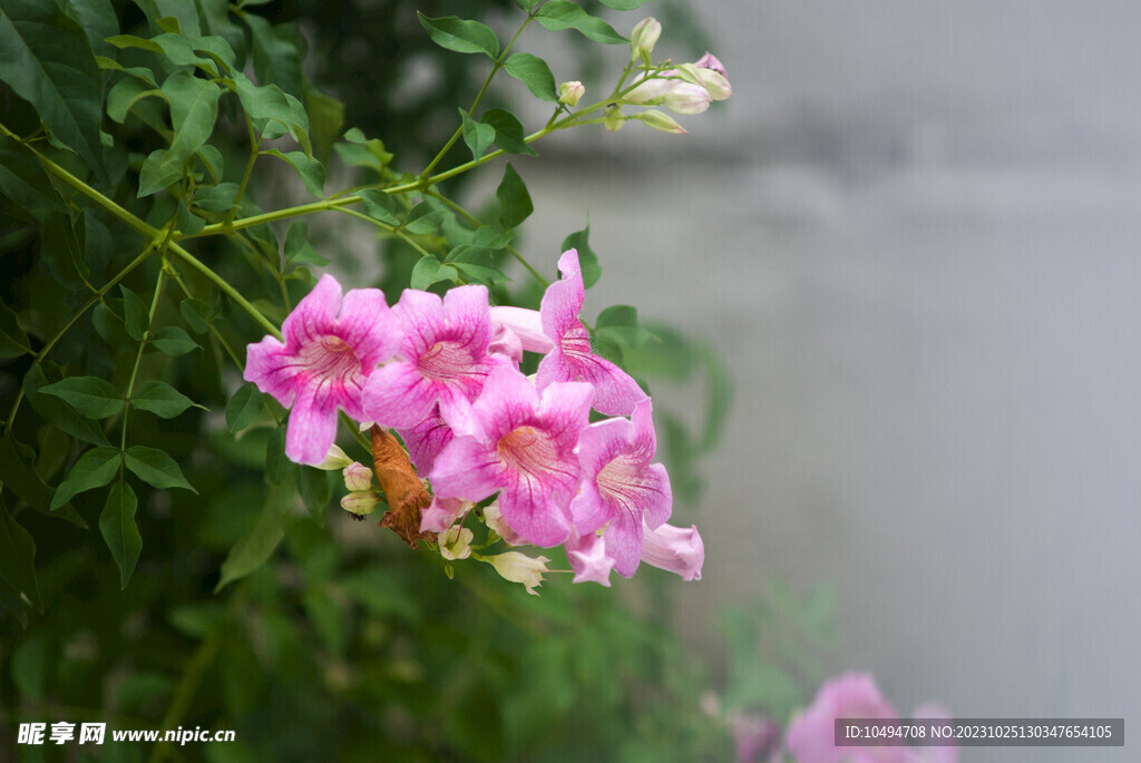 粉色花