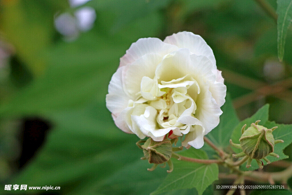 木芙蓉