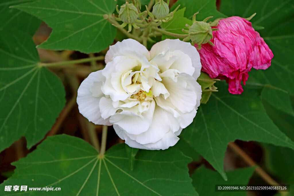 木芙蓉