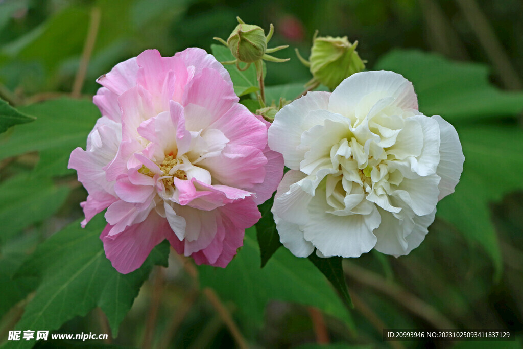 木芙蓉