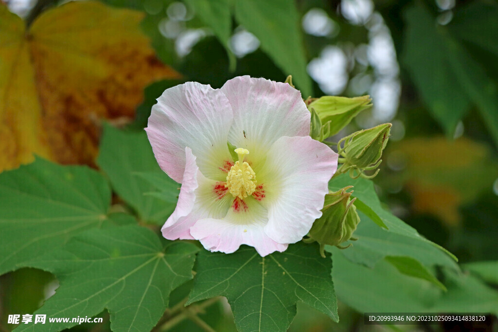 木芙蓉