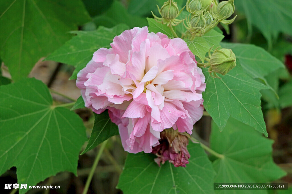 木芙蓉