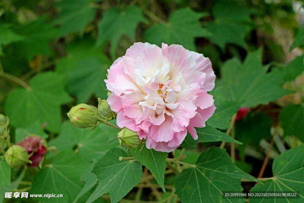 木芙蓉