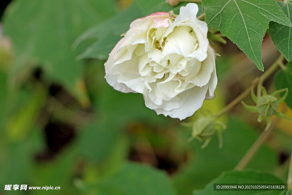 木芙蓉