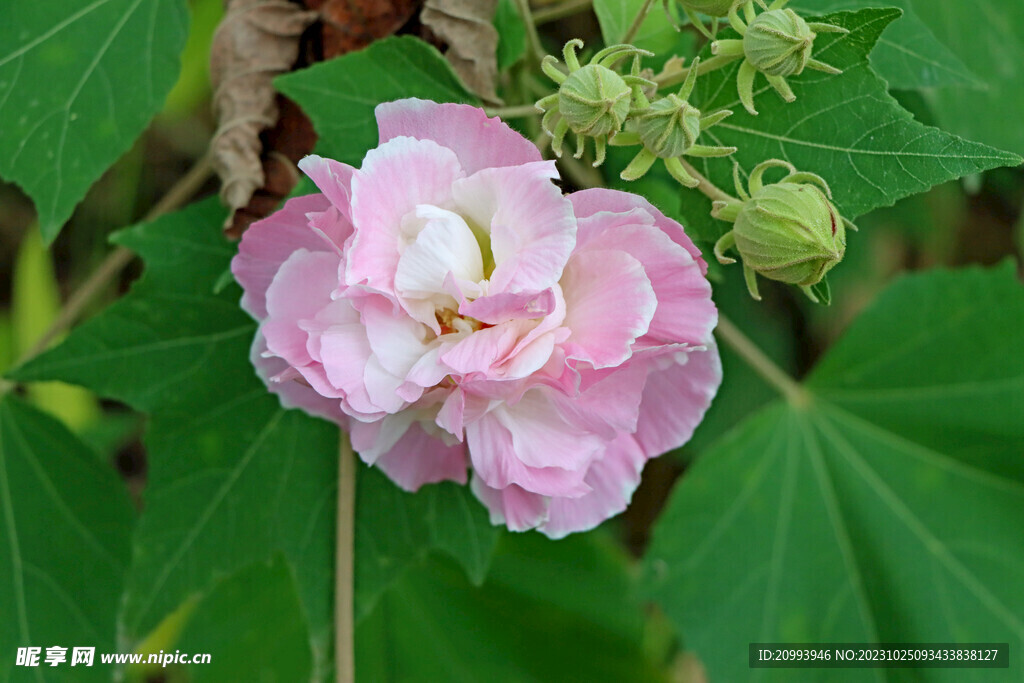 木芙蓉