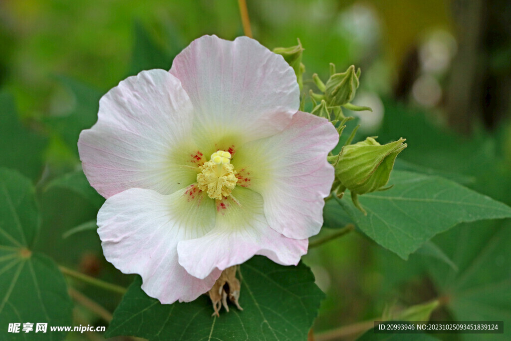 木芙蓉
